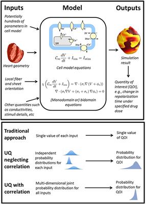 Comprehensive Uncertainty Quantification and Sensitivity Analysis for Cardiac Action Potential Models